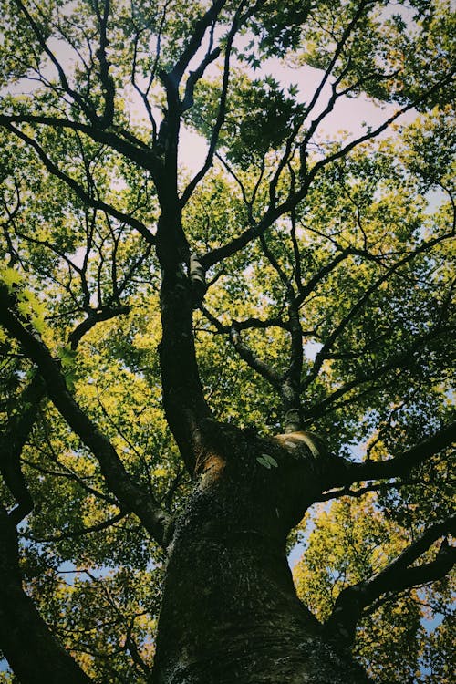 Foto d'estoc gratuïta de arbre, fulles, gran