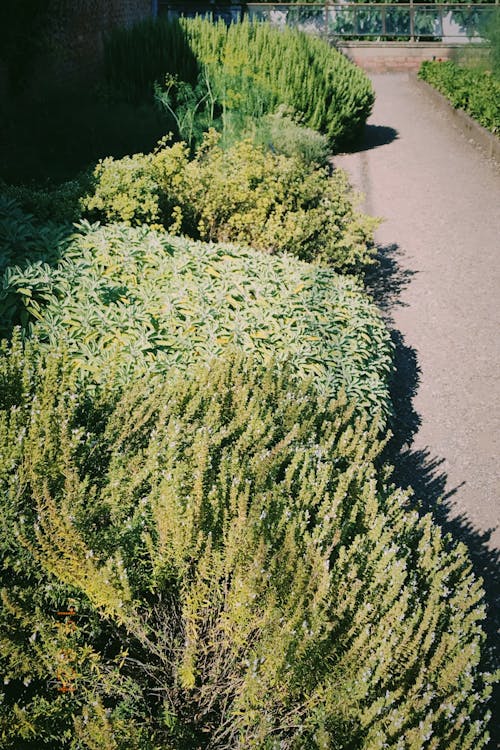 Foto d'estoc gratuïta de herbes, jardí, jardineria