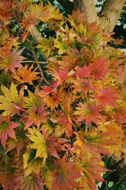 Ingyenes stockfotó levelek, ősz, őszi levelek témában