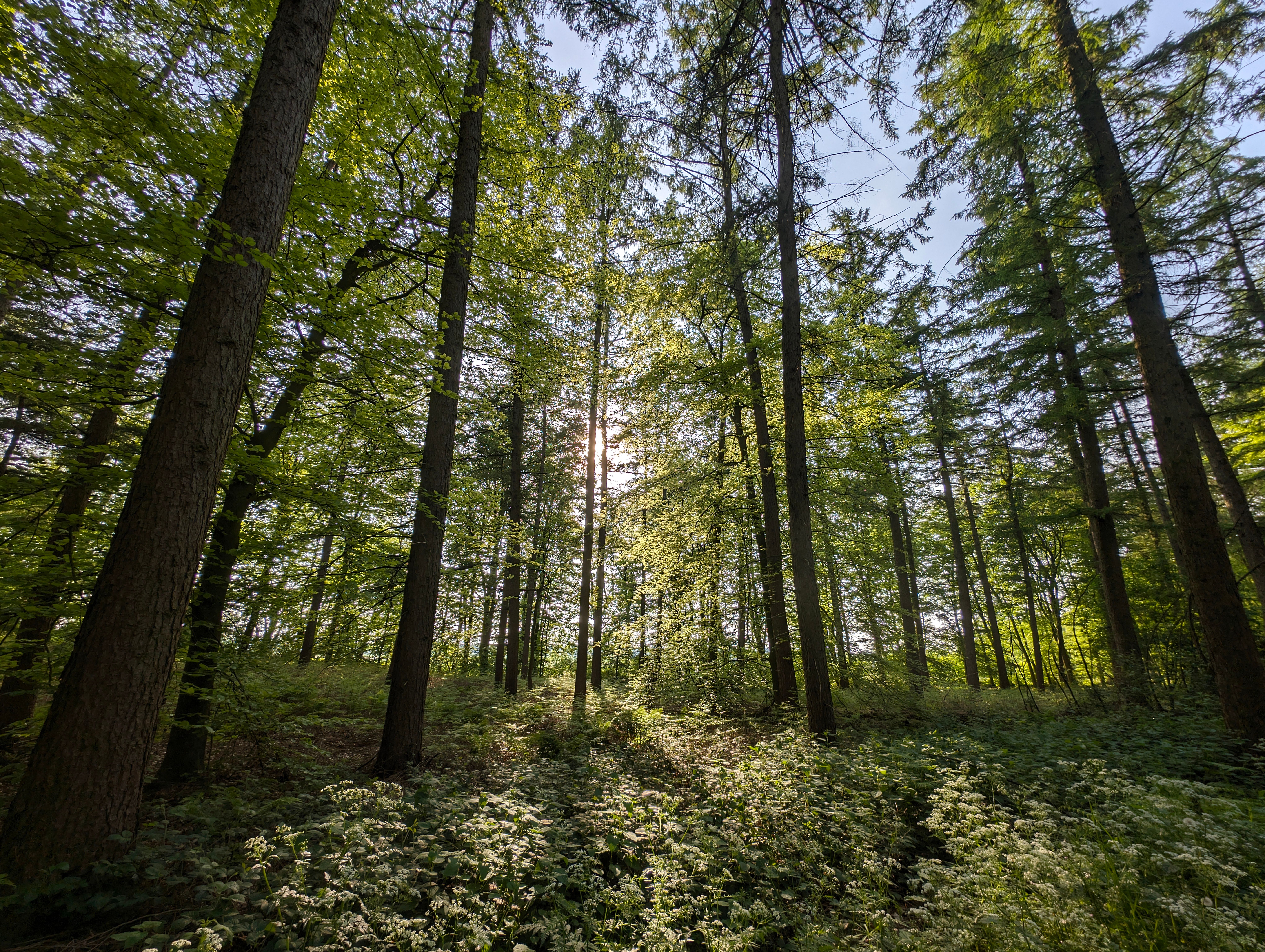 Frodig grønn skog med sollys