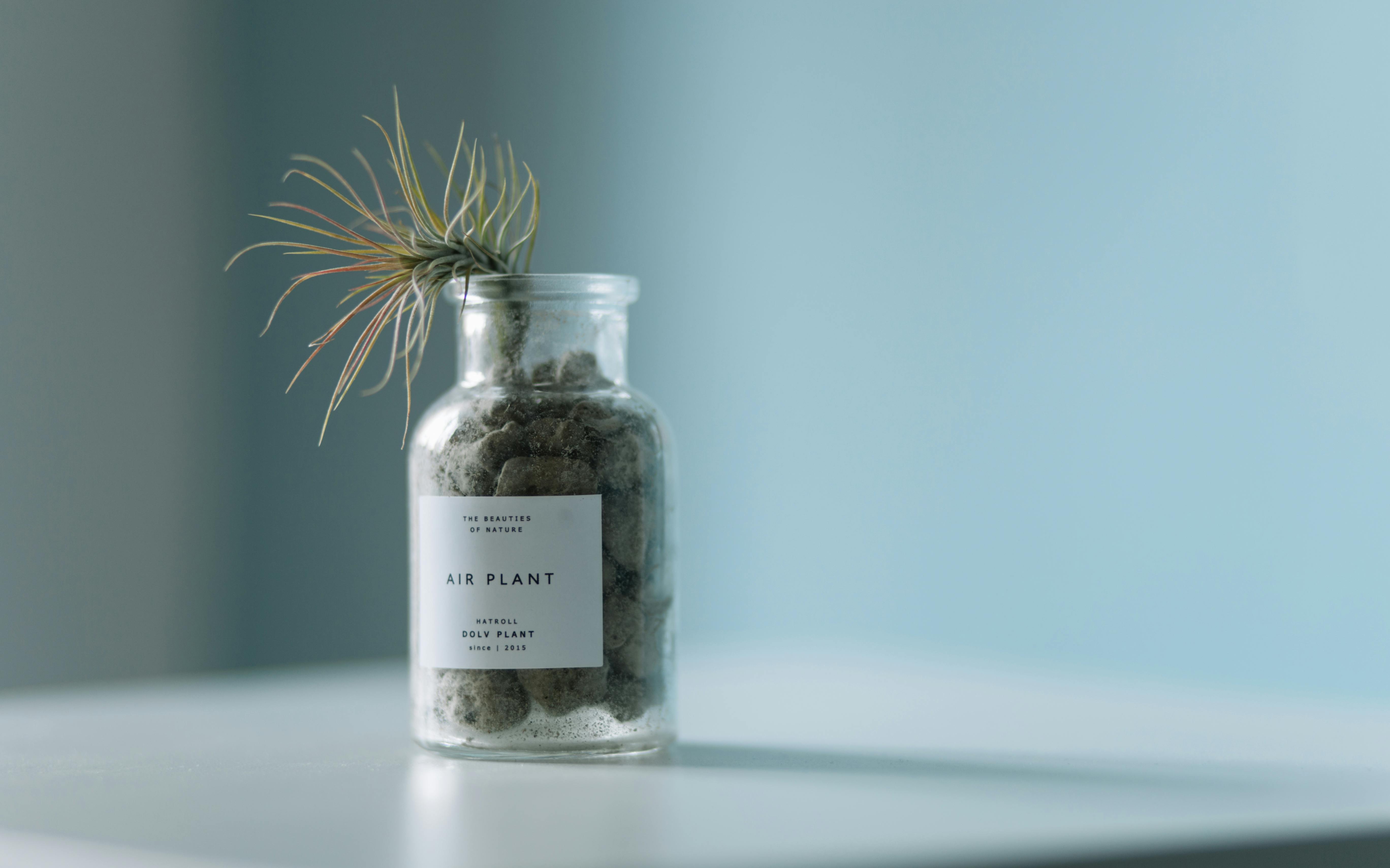 玻璃罐中空气植物的极简主义特写，非常适合植物装饰