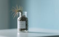 玻璃罐中空气植物的极简主义特写，非常适合植物装饰