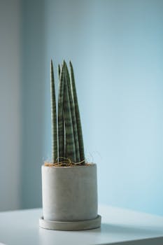 柔和的蓝色背景前，时尚的蛇形植物栽在极简主义陶瓷盆中