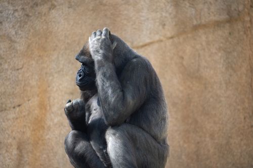 Free A gorilla sits in a contemplative pose at a zoo, showcasing its complex emotions. Stock Photo