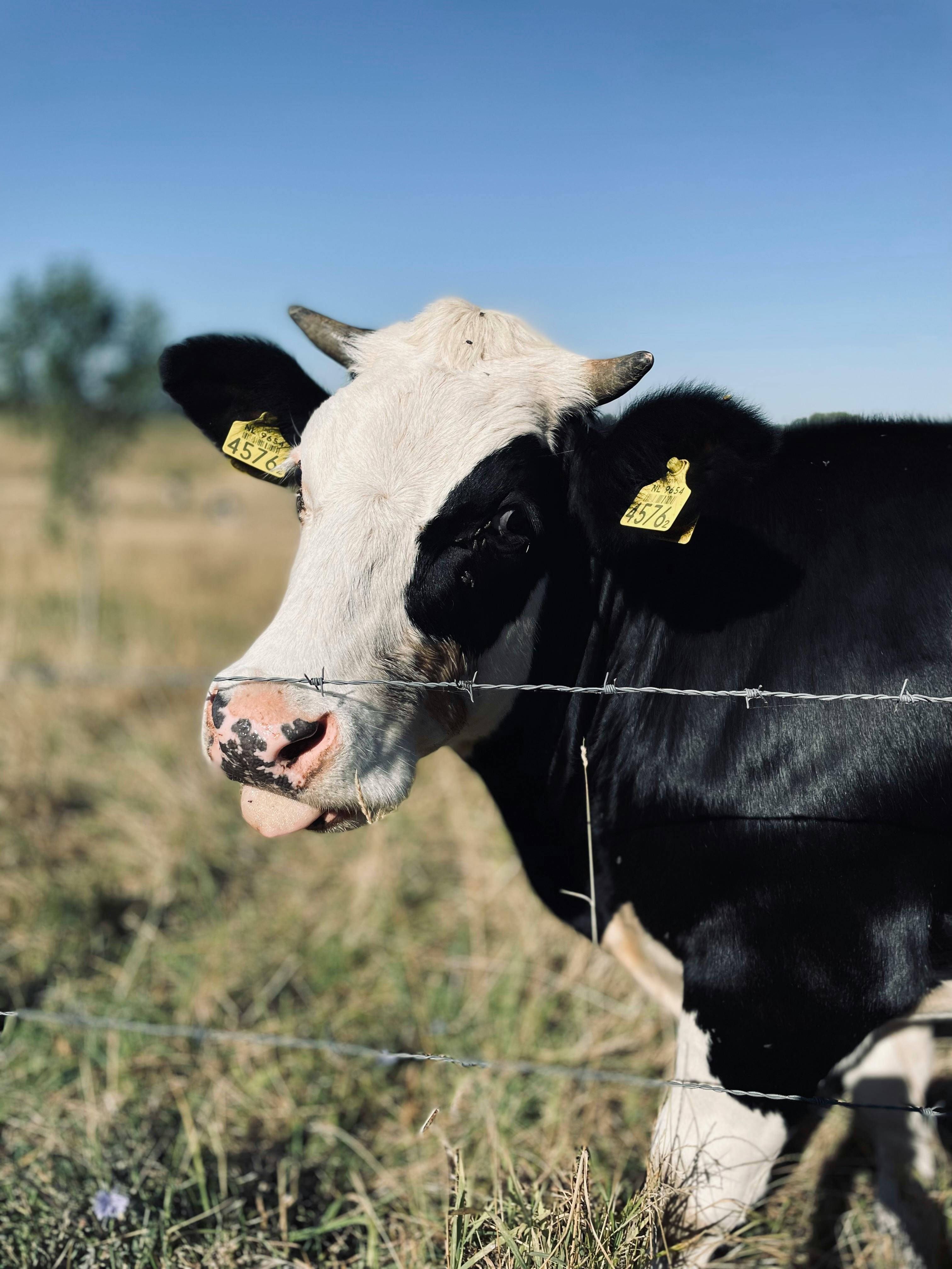 grátis Foto profissional grátis de agricultura, animal, animal doméstico Foto profissional