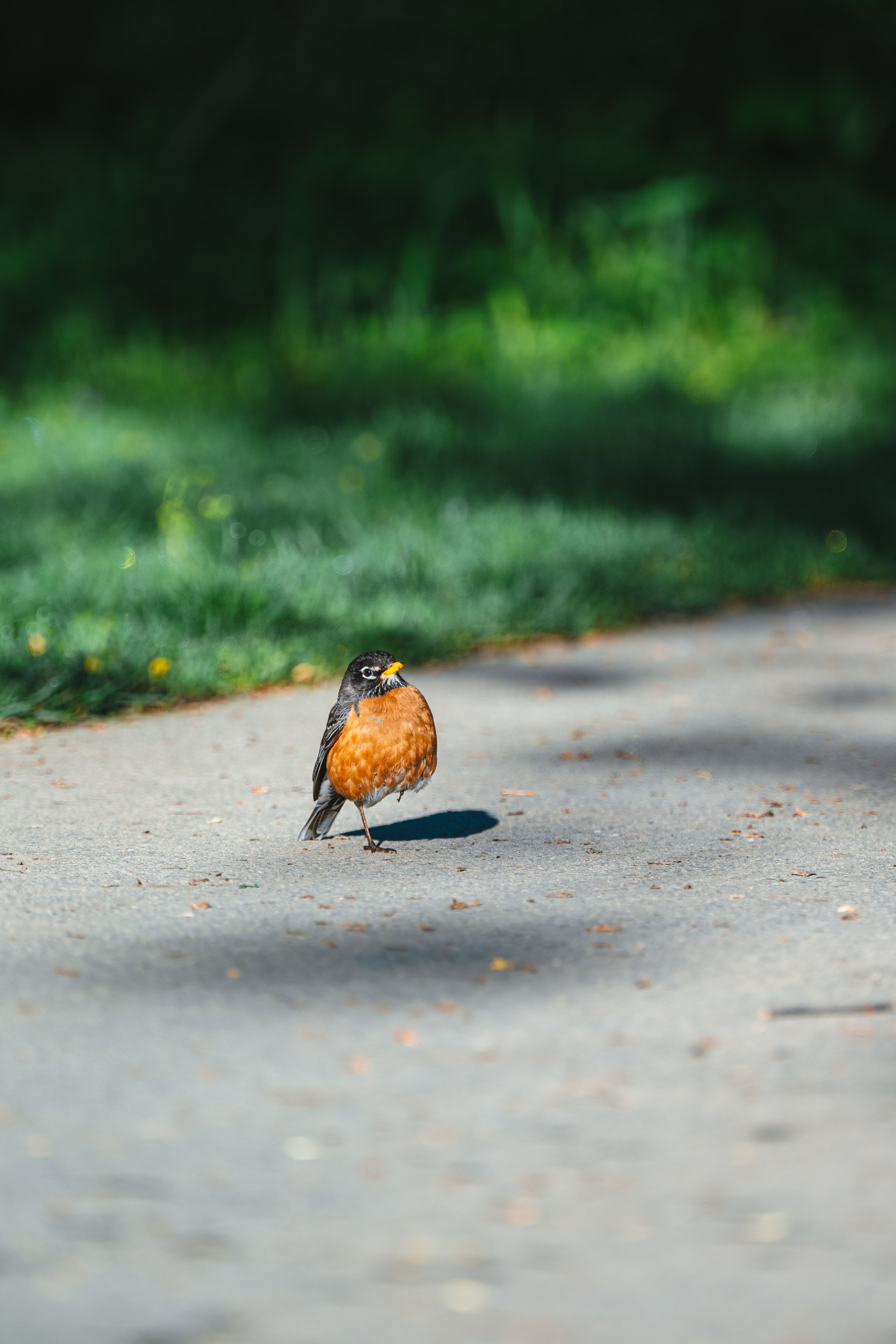 American Robin on a Sunlit Pathway Outdoors · Free Stock Photo