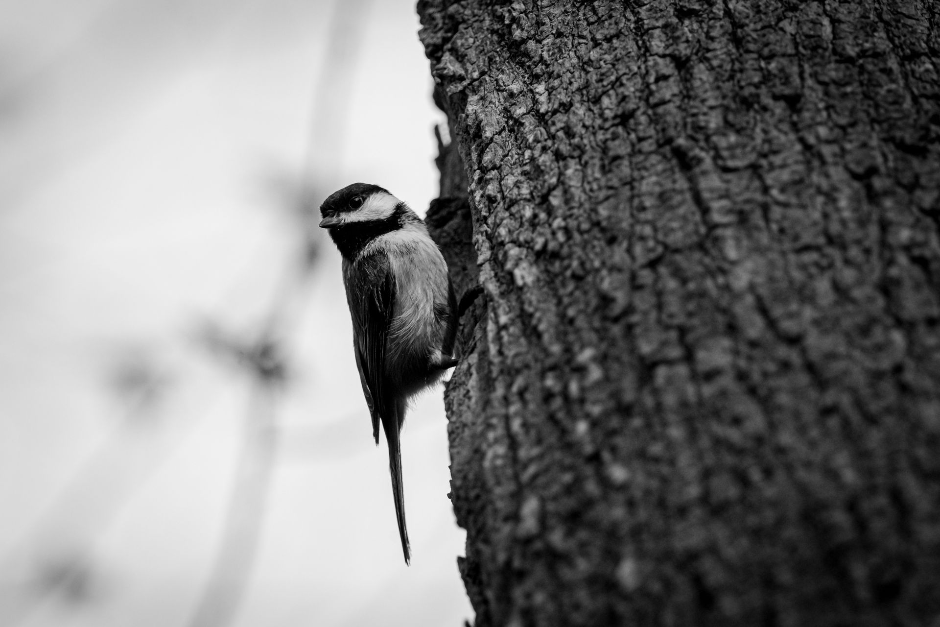 Monochrome image of a chickadee resting on a tree trunk in natural setting.