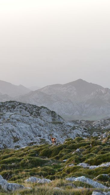 Majestic view of Picos de Europa at sunset with wild goat in tranquil nature setting.