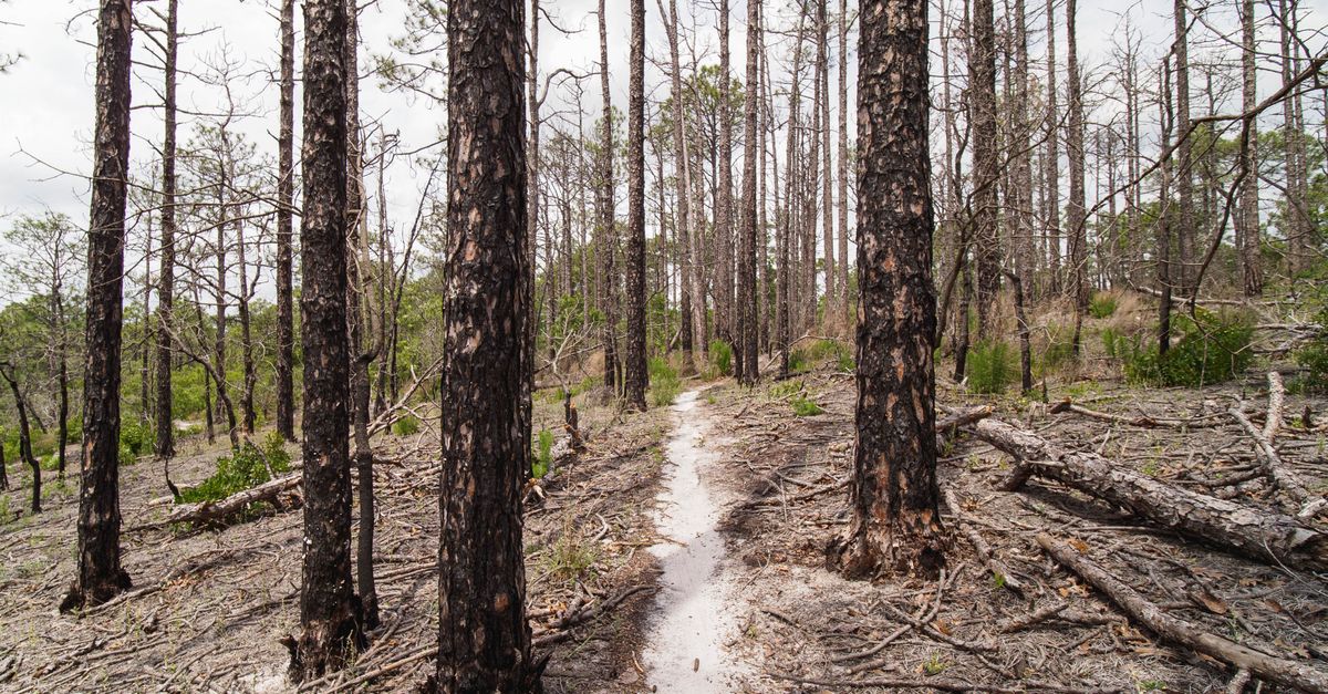 Trail through a regenerating forest in Sesqui State Park, Columbia, South Carolina.