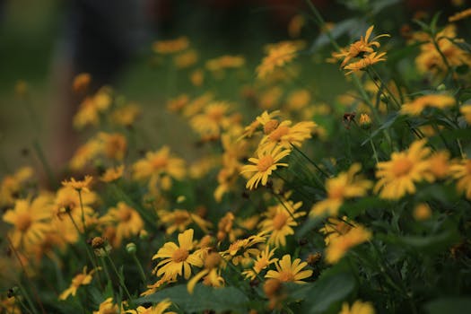 A close-up of vibrant yellow chrysanthemums blooming in a lush green garden.