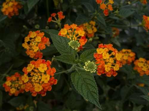 Free Vibrant orange and yellow lantana flowers in an outdoor garden setting, showcasing lush green leaves. Stock Photo
