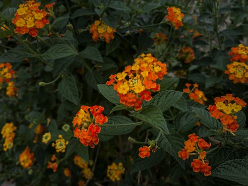 Free Colorful orange and yellow lantana flowers with dark green leaves in a lush garden setting. Stock Photo