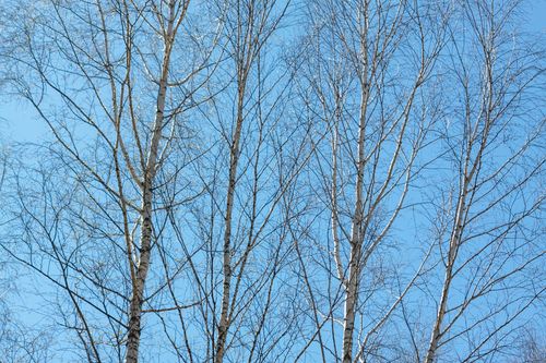 Free Leafless birch trees with intricate branches set against a vibrant blue sky, capturing a serene winter scene. Stock Photo