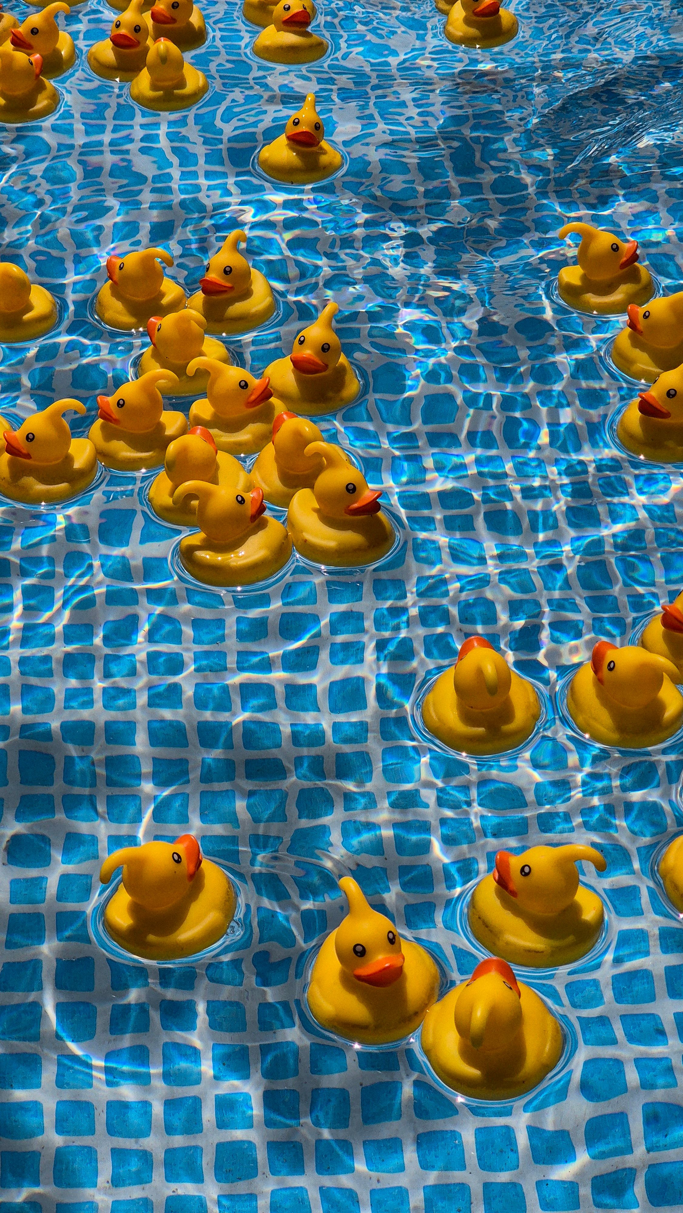 Floating Yellow Rubber Ducks in a Pool · Free Stock Photo