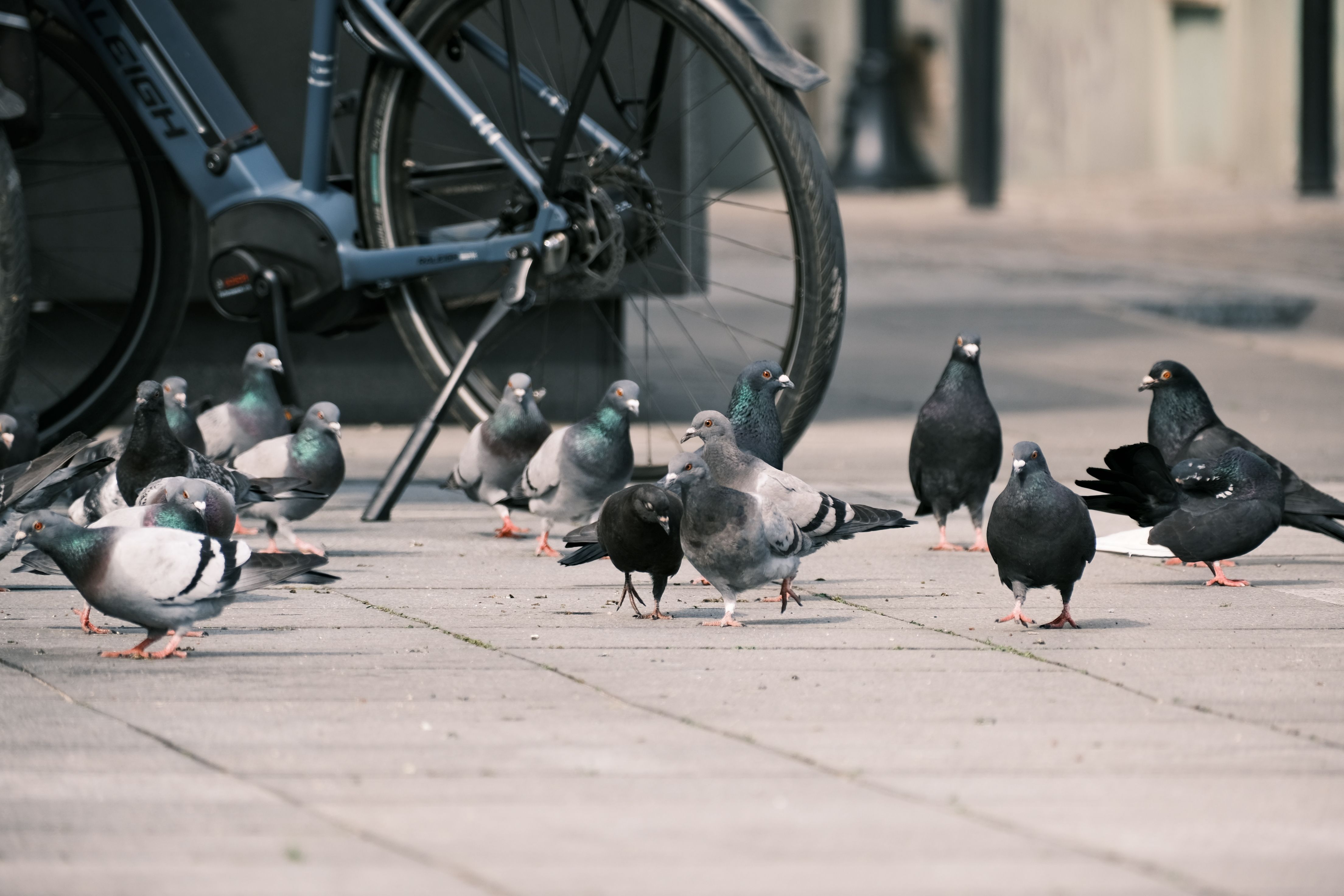 UK cities kill pigeons cruelly while ignoring humane urban solutions