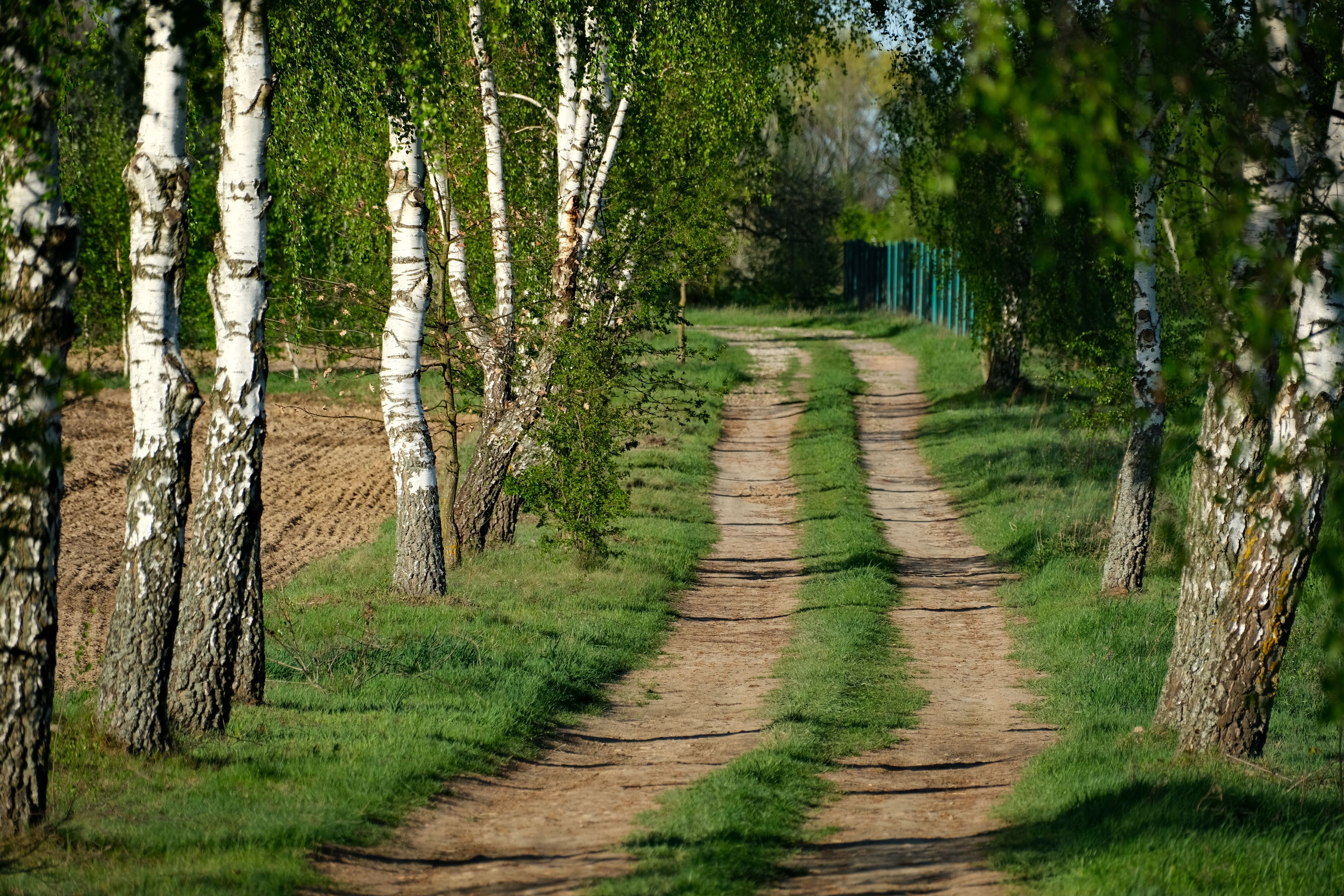 Serene Country Pathway Lined with Birch Trees in Spring · Free Stock Photo