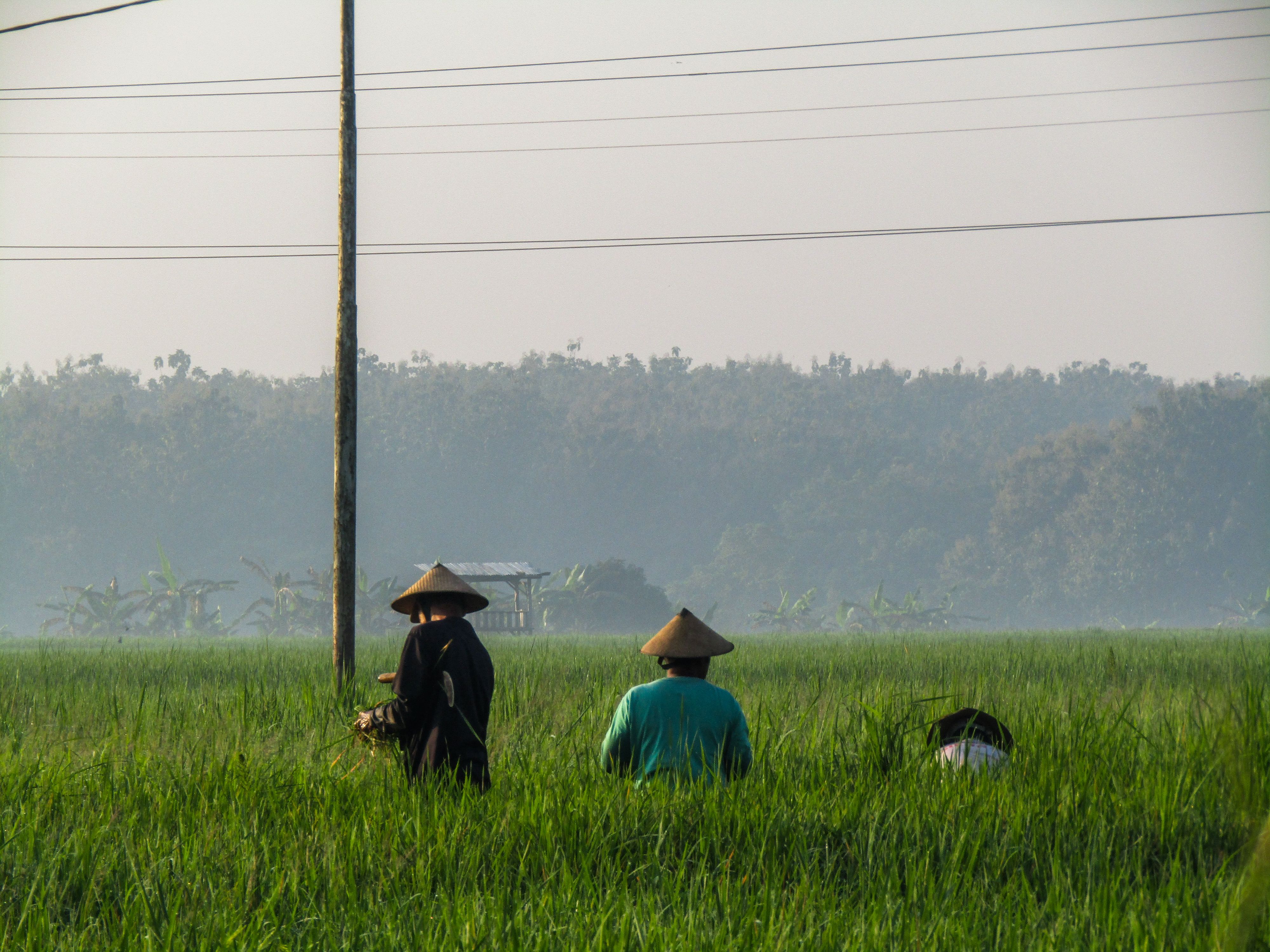 Asian Farmers Working in Lush Green Rice Field · Free Stock Photo