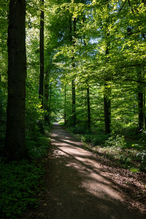 Free A peaceful forest pathway surrounded by lush green trees, casting gentle shadows on a sunny day. Stock Photo
