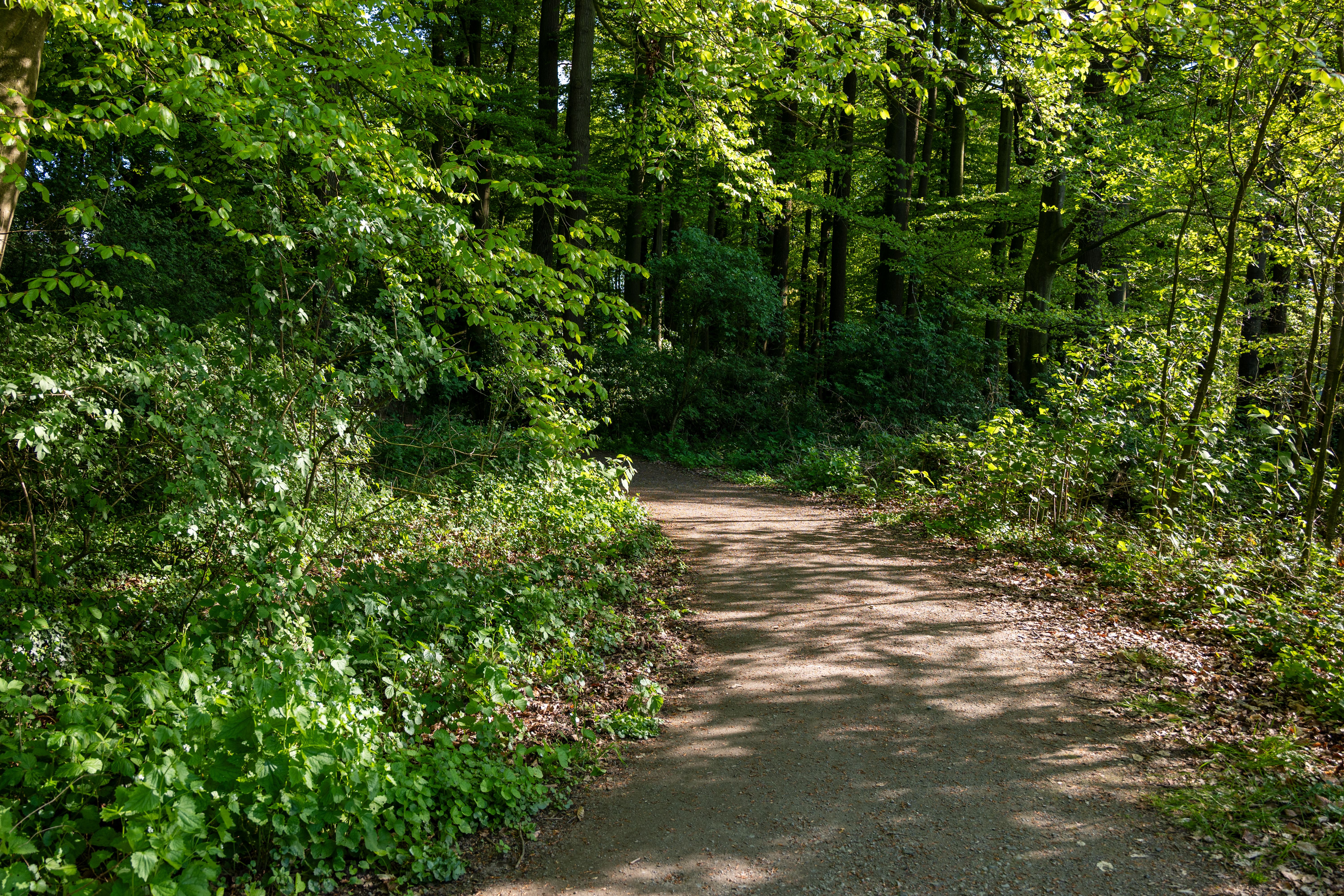 Serene Forest Pathway in Springtime · Free Stock Photo
