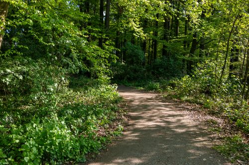 Free A peaceful forest pathway bathed in spring sunlight, surrounded by lush green foliage. Stock Photo