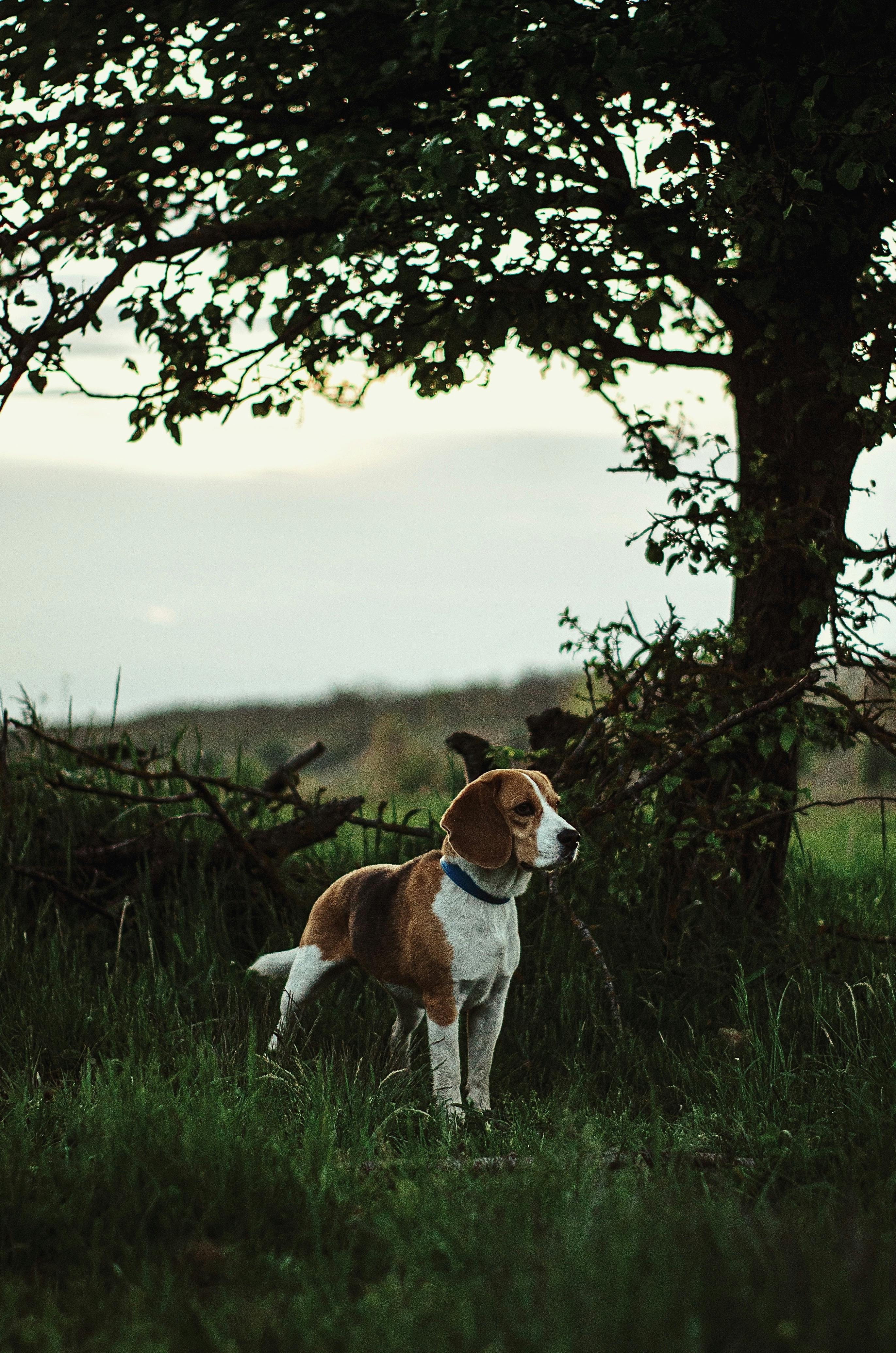 Dog holding shed antler in natural terrain