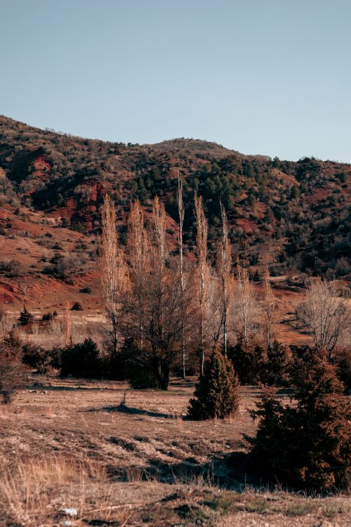Free Beautiful autumn landscape with trees and mountains in the background. Stock Photo