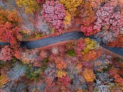 从上方俯瞰，密歇根州霍莉市蜿蜒的道路附近，五彩缤纷的秋叶尽收眼底