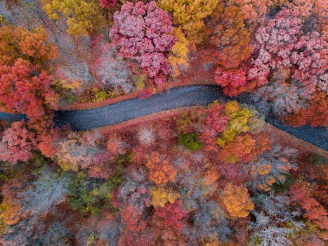 从上方俯瞰，密歇根州霍莉市蜿蜒的道路附近，五彩缤纷的秋叶尽收眼底