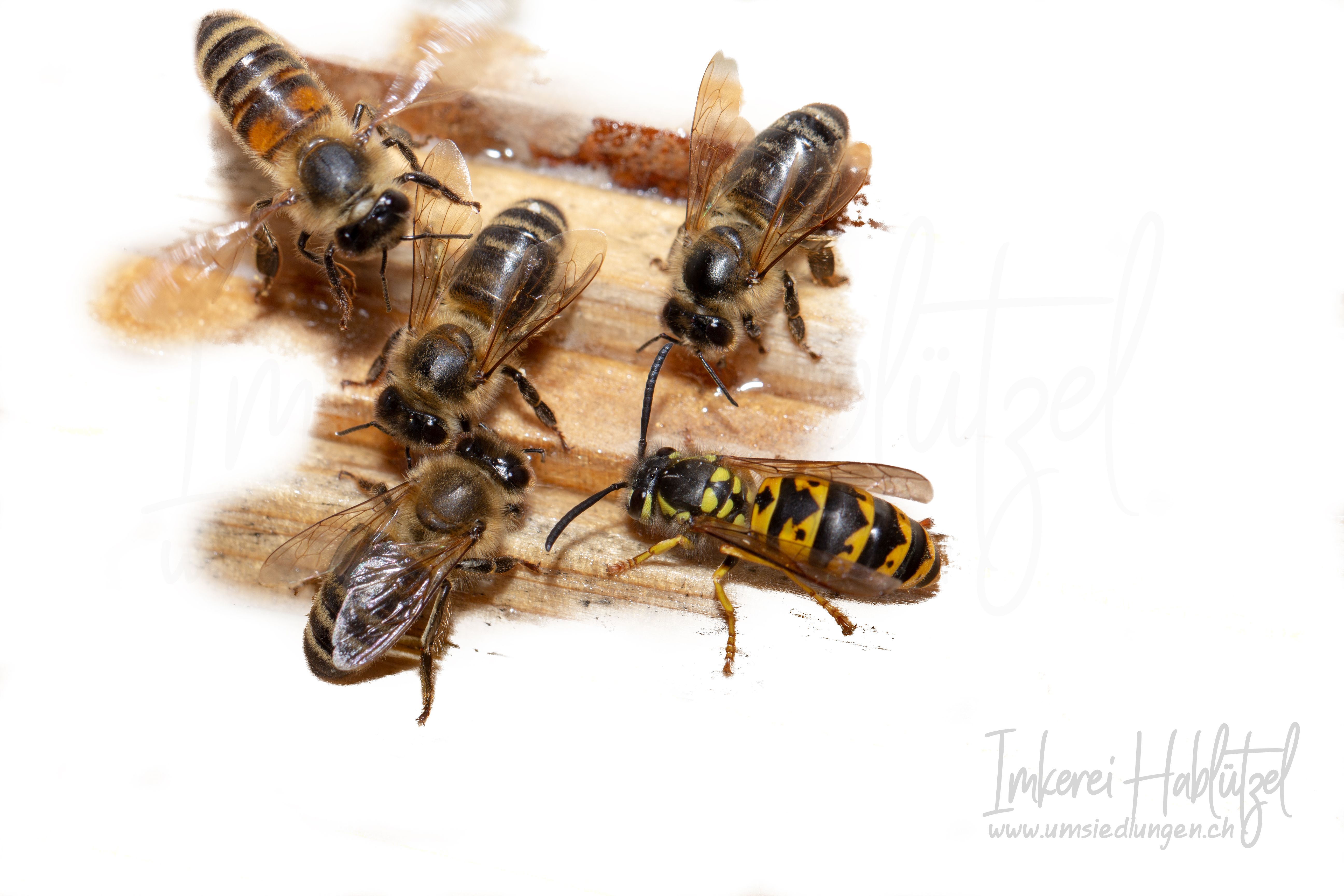 Free Stock Photo Of Bee Bees Honey Bee