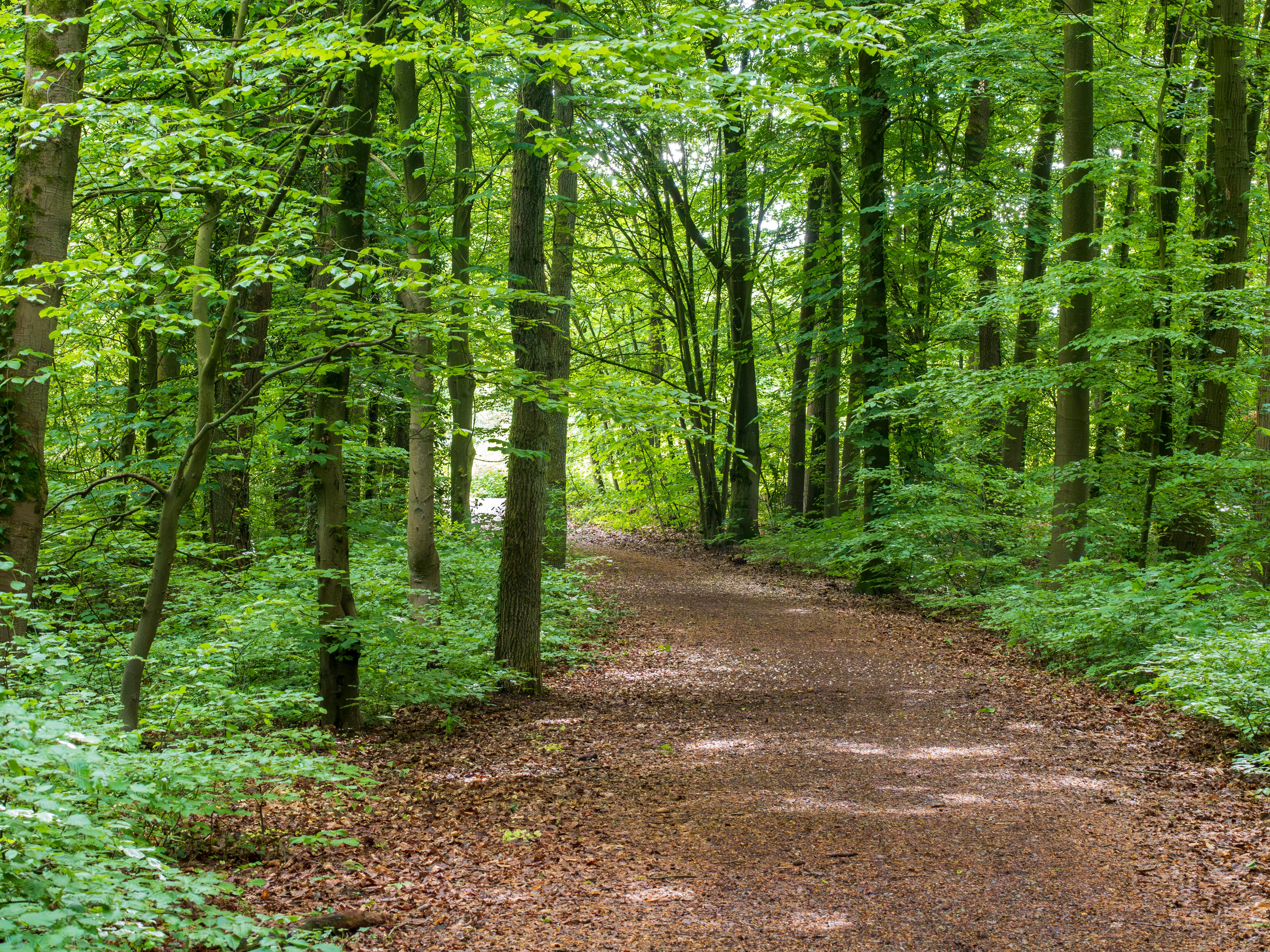 Healthspan White Paper: The Data-Driven Path to Longevity — Photo by Peter Jochim on Pexels