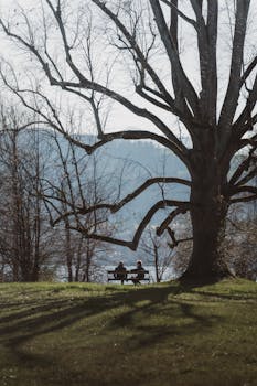 Two people sitting on a park bench under a large tree, embracing tranquility.