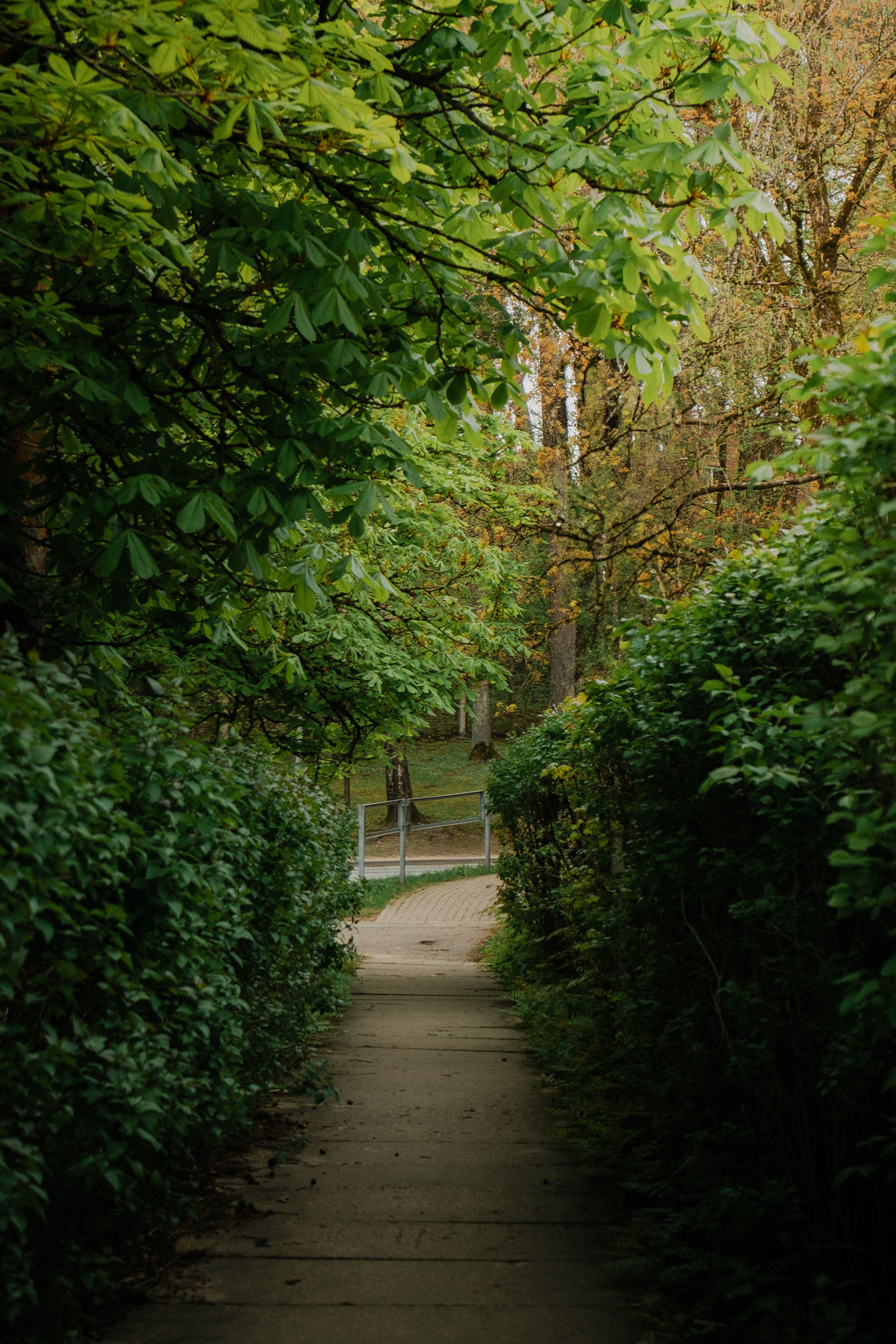 Serene Pathway through Lush Green Foliage · Free Stock Photo