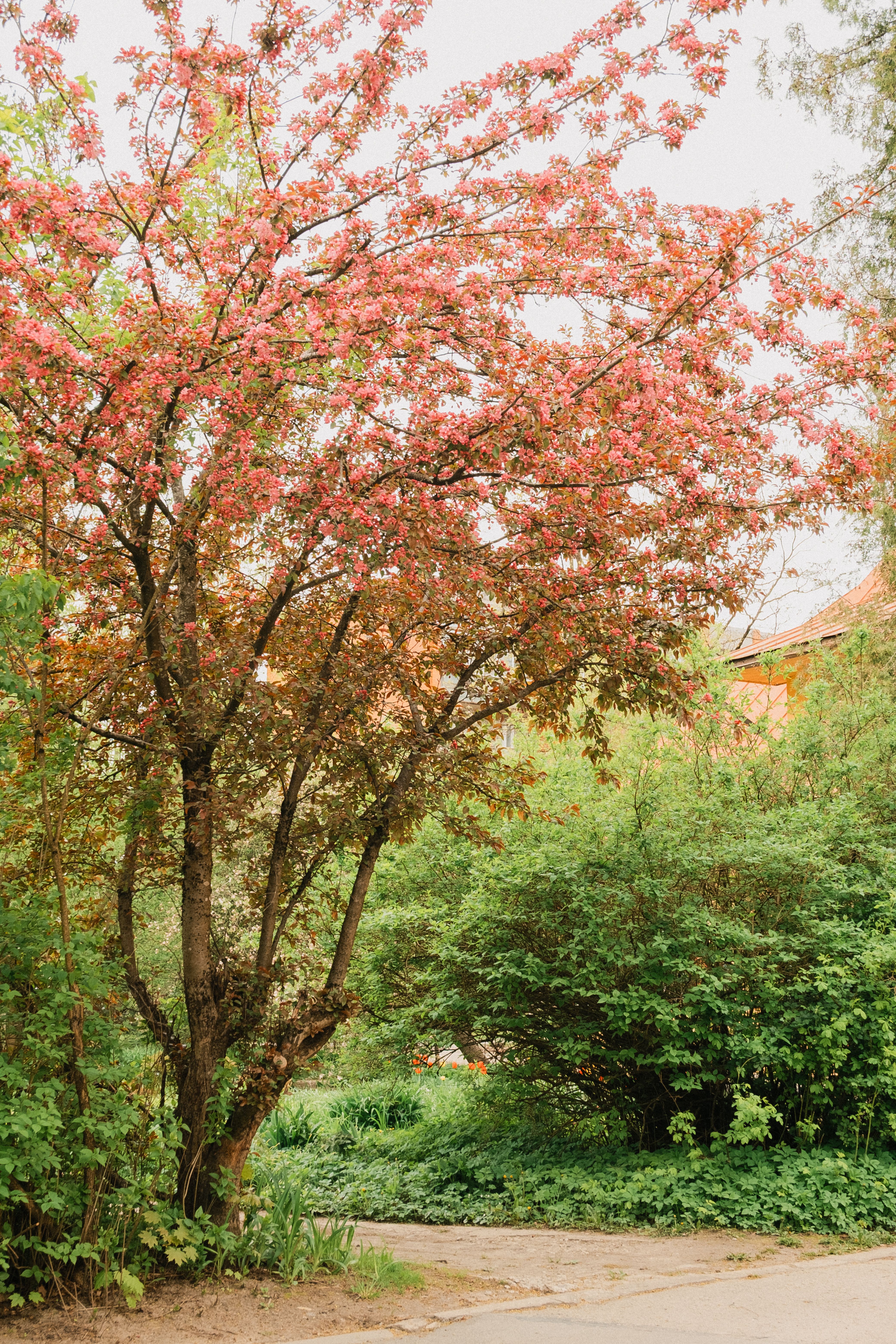 Vibrant Spring Blooming Tree in Garden Landscape · Free Stock Photo