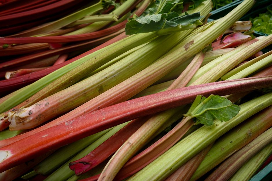 rhubarb — unsafe for dogs