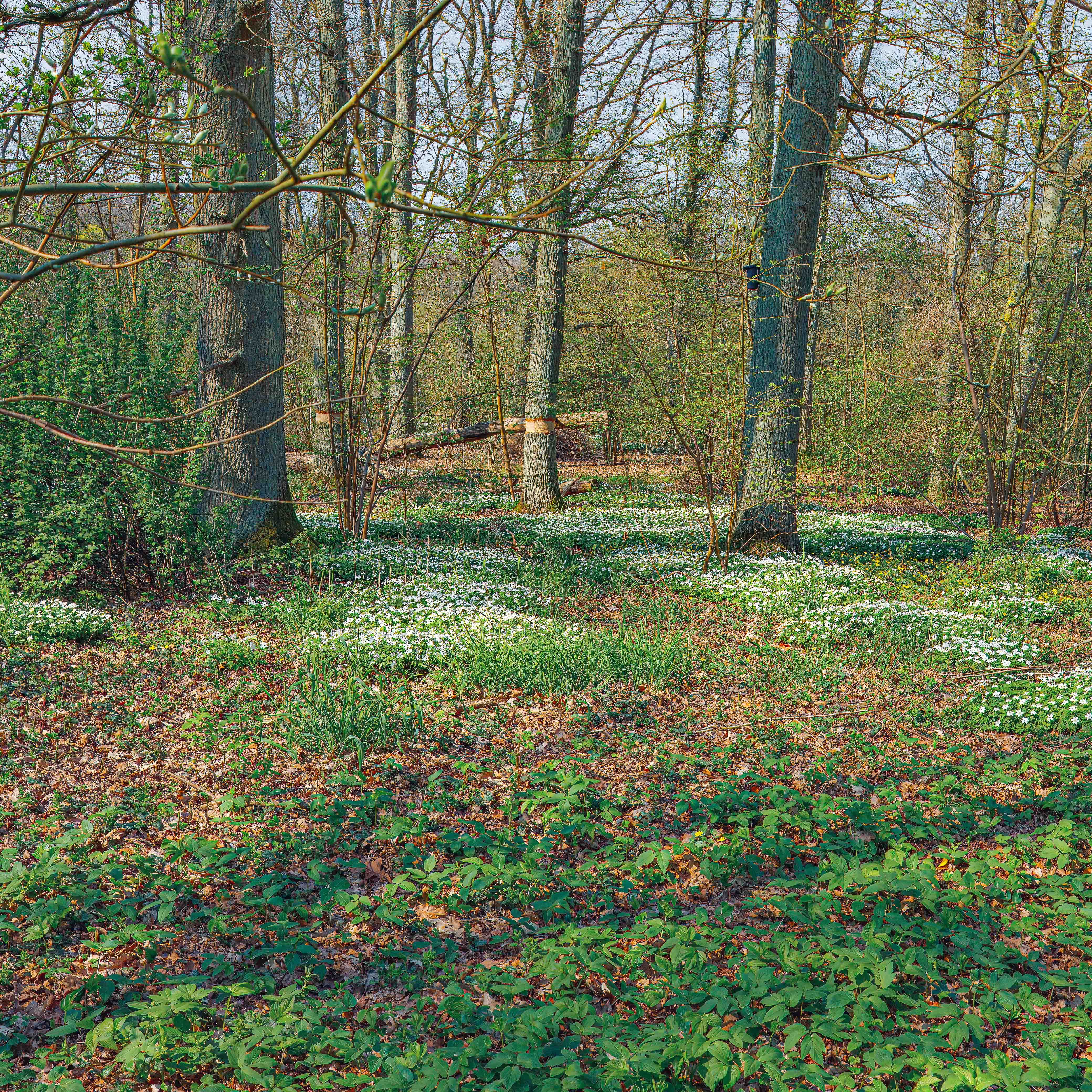 Serene Spring Forest in Helsingborg · Free Stock Photo