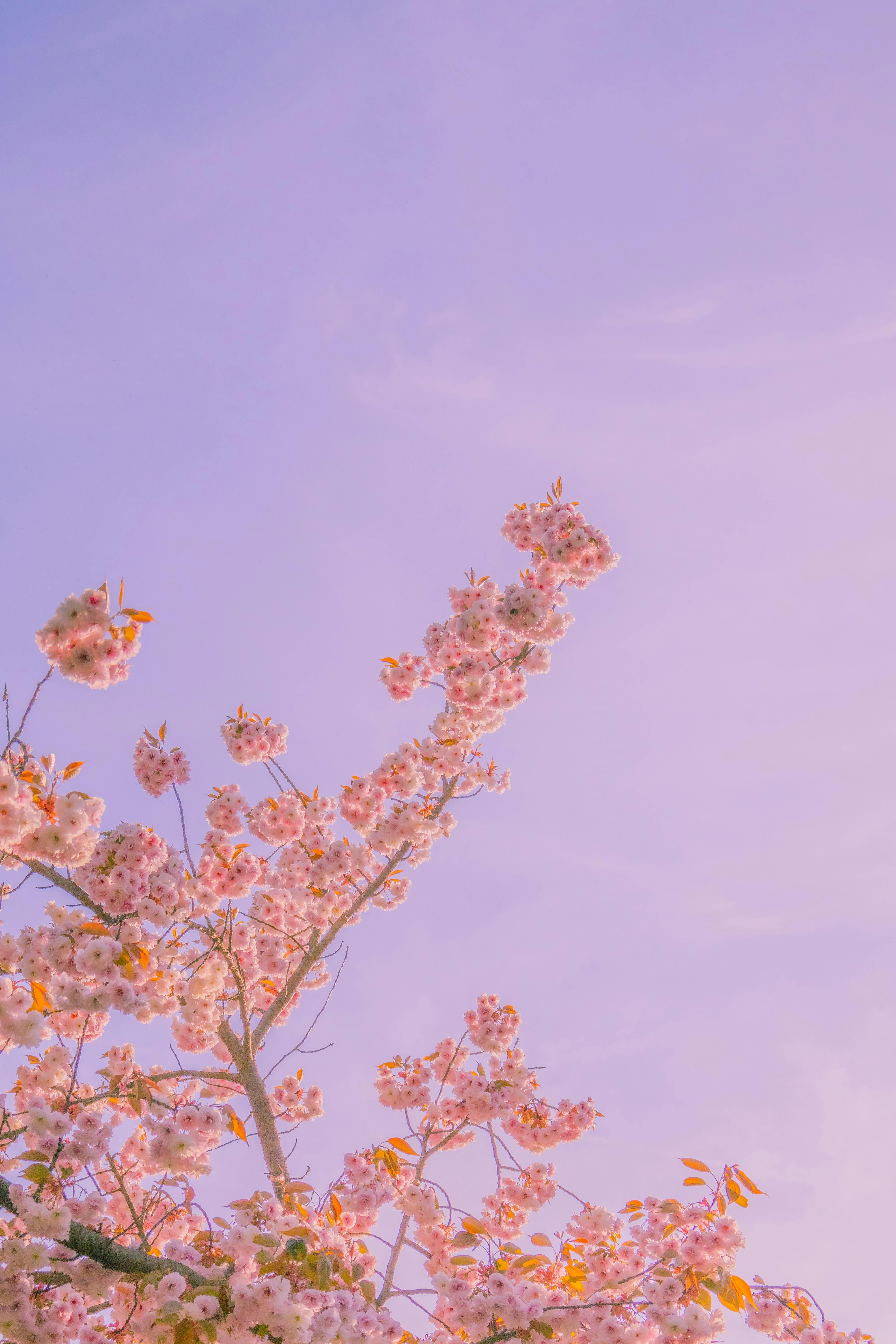 grátis Lindas flores de cerejeira em um galho de árvore com um fundo de céu roxo pastel na primavera. Foto profissional