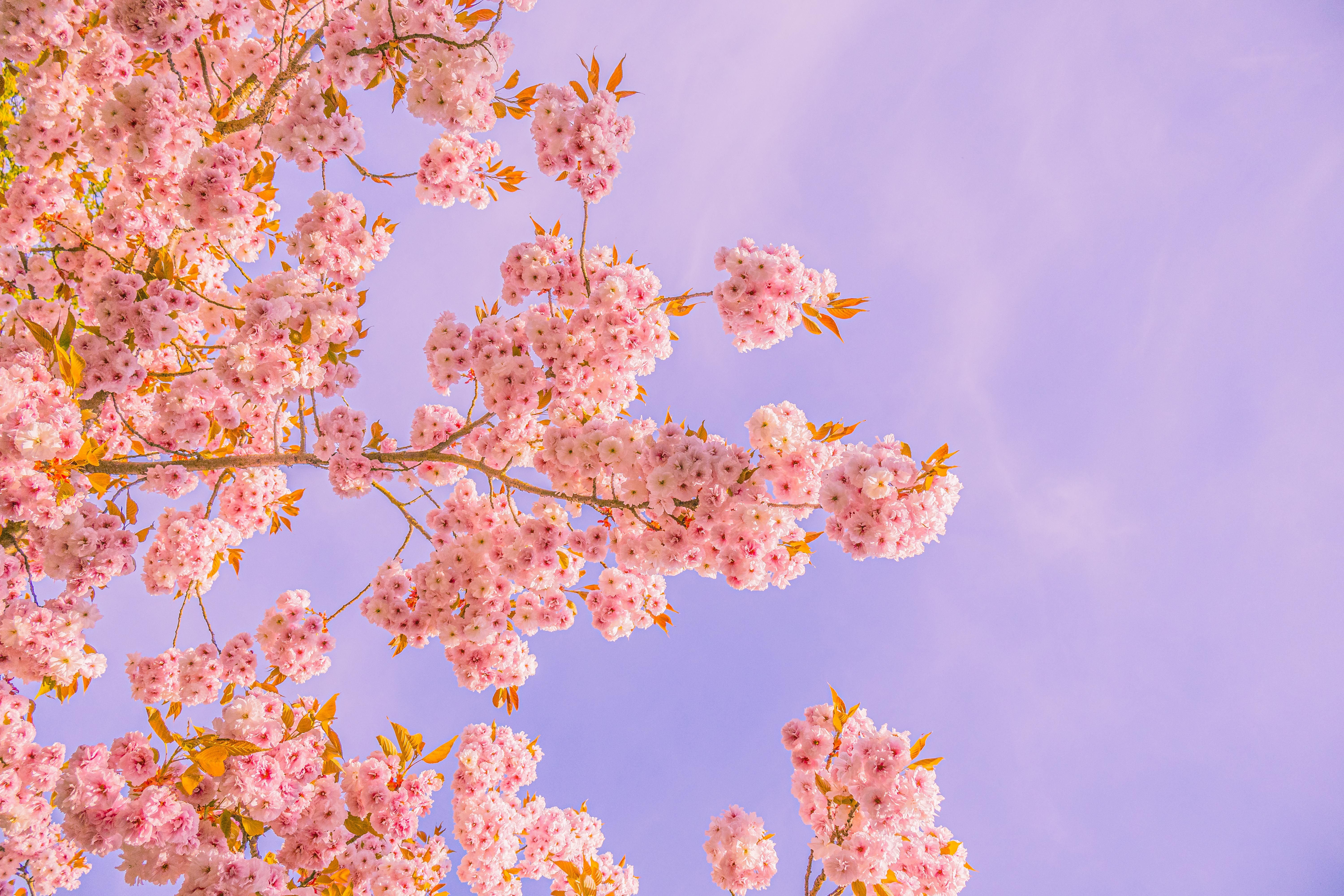 Flores De Cerejeira Vibrantes Contra Um Céu Claro · Foto profissional ...