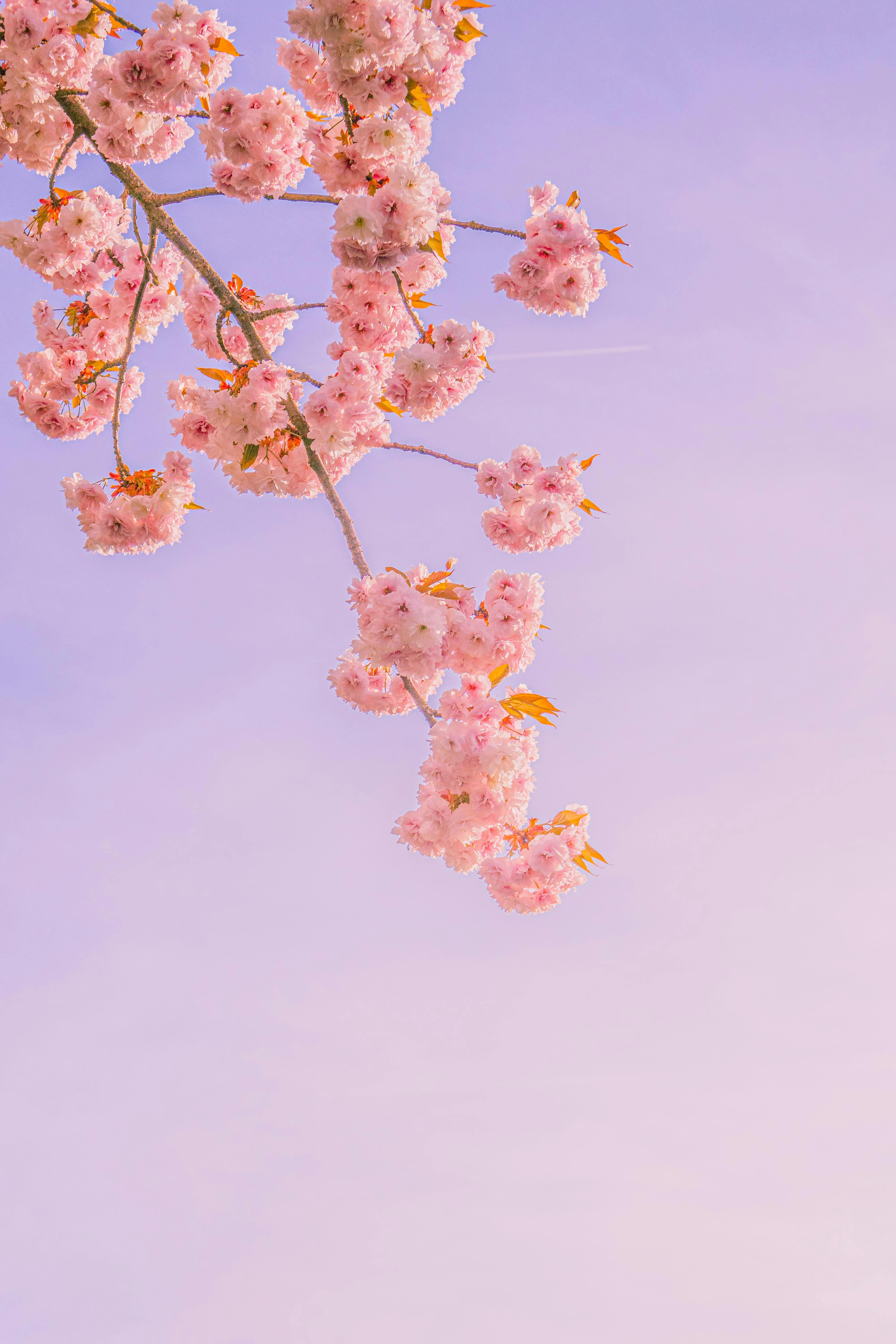 Gratis Delikate rosa kirsebærblomster blomstrer mot en myk, pastellfarget himmel. Arkivbilde