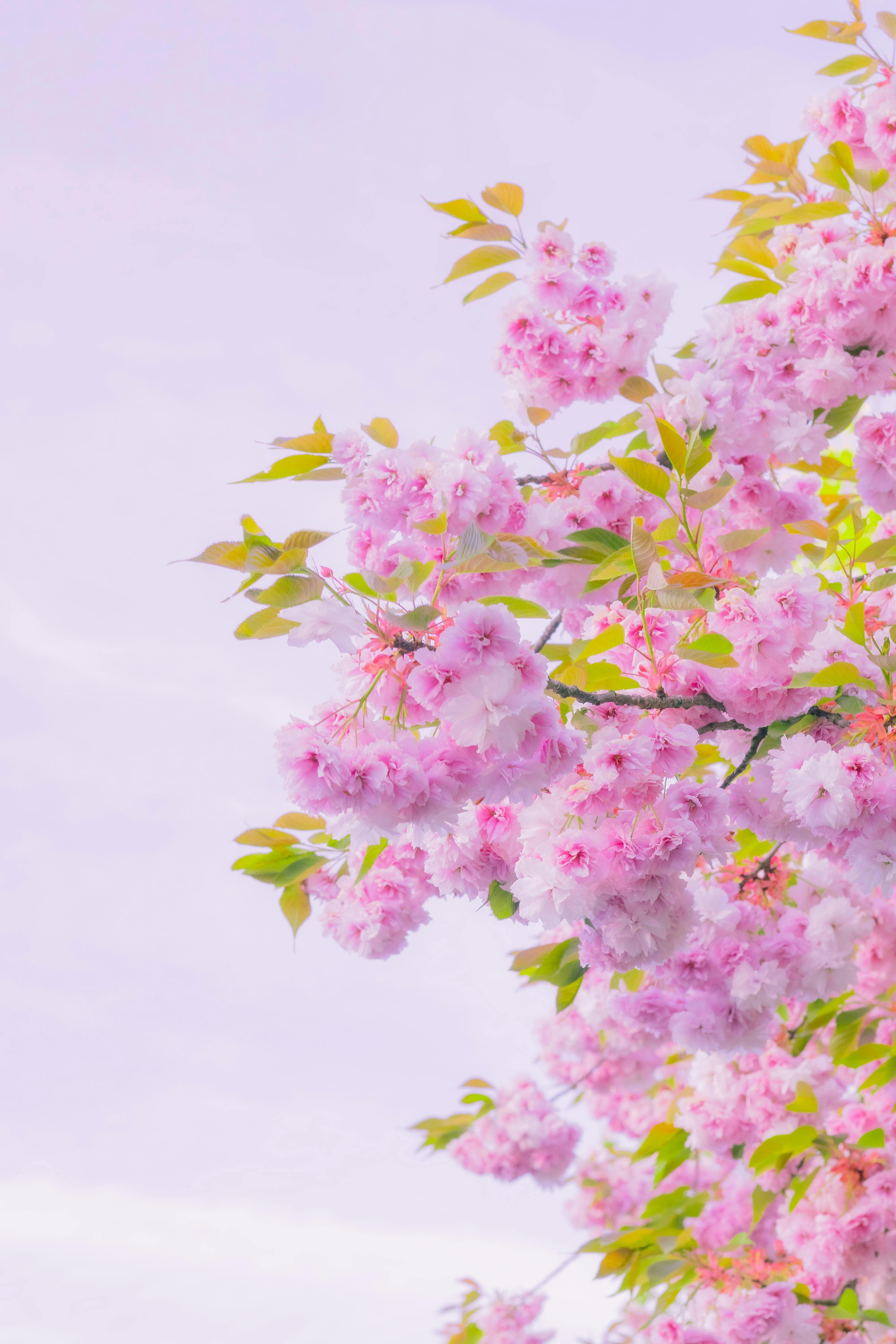 Stunning cherry blossoms in vibrant pink bloom under a clear spring sky.