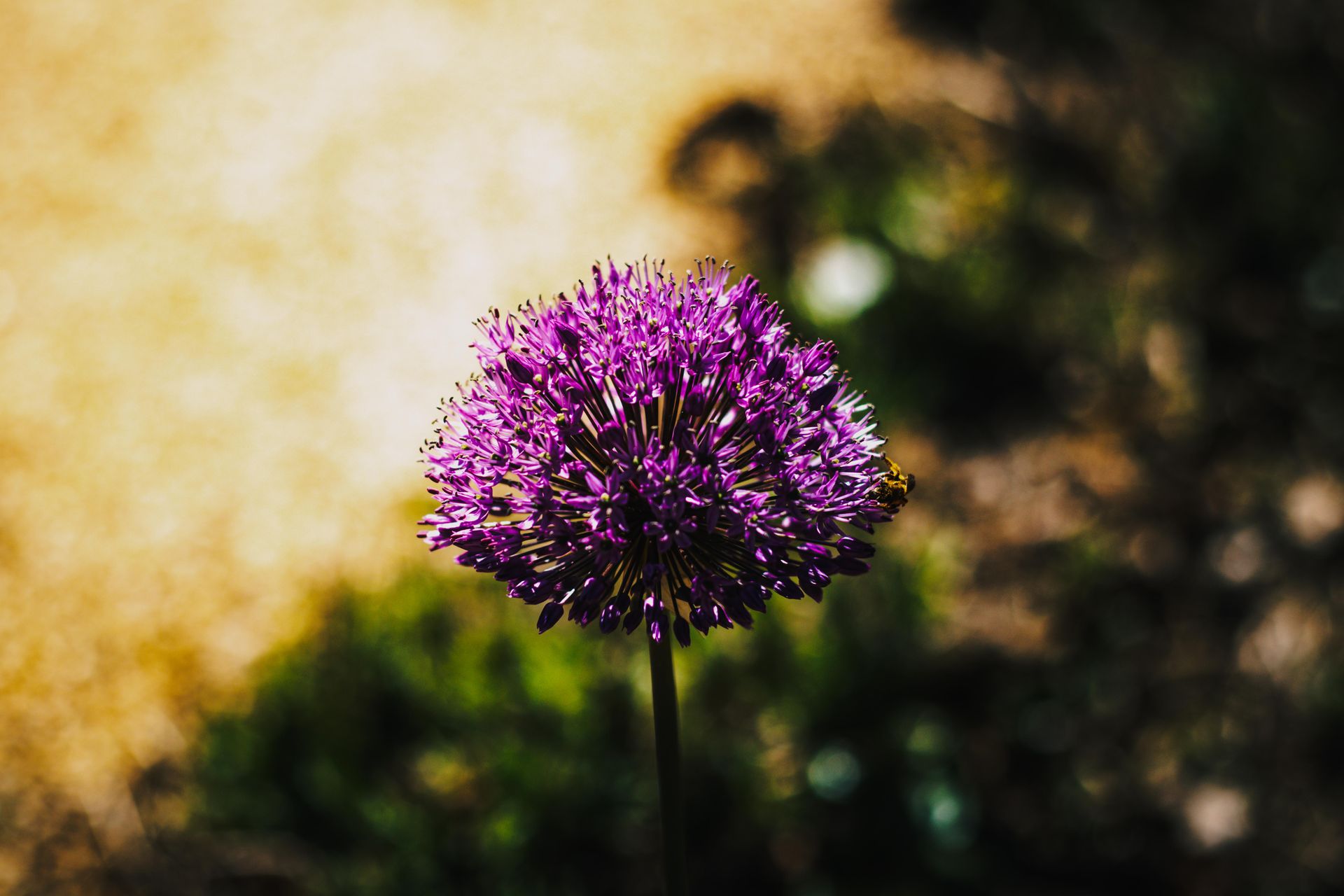 A beautiful purple Allium flower in full bloom, illuminated by natural sunlight in a serene garden setting.