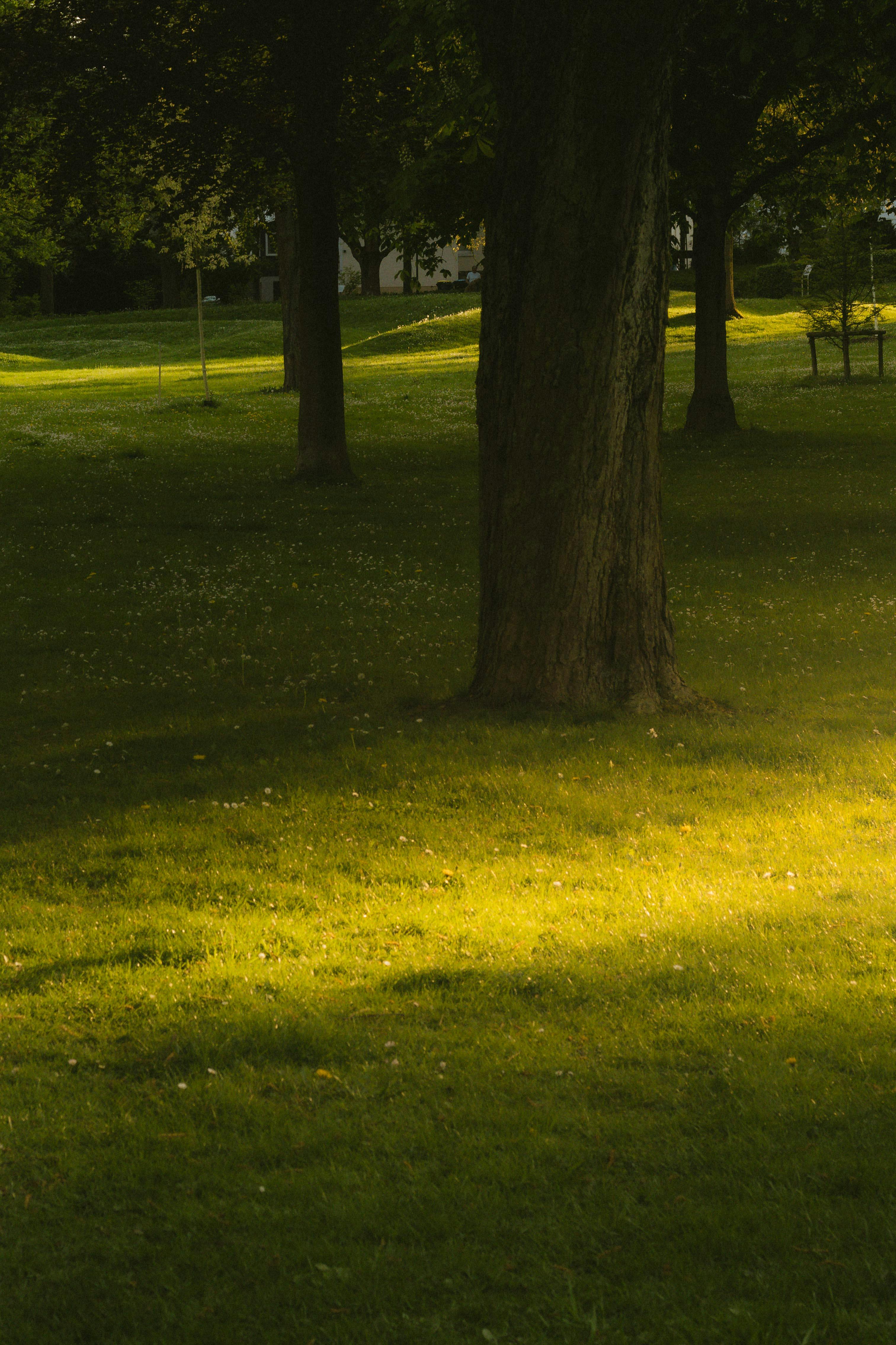 無料 緑豊かな、太陽の光が差し込む静かな公園の風景 写真素材