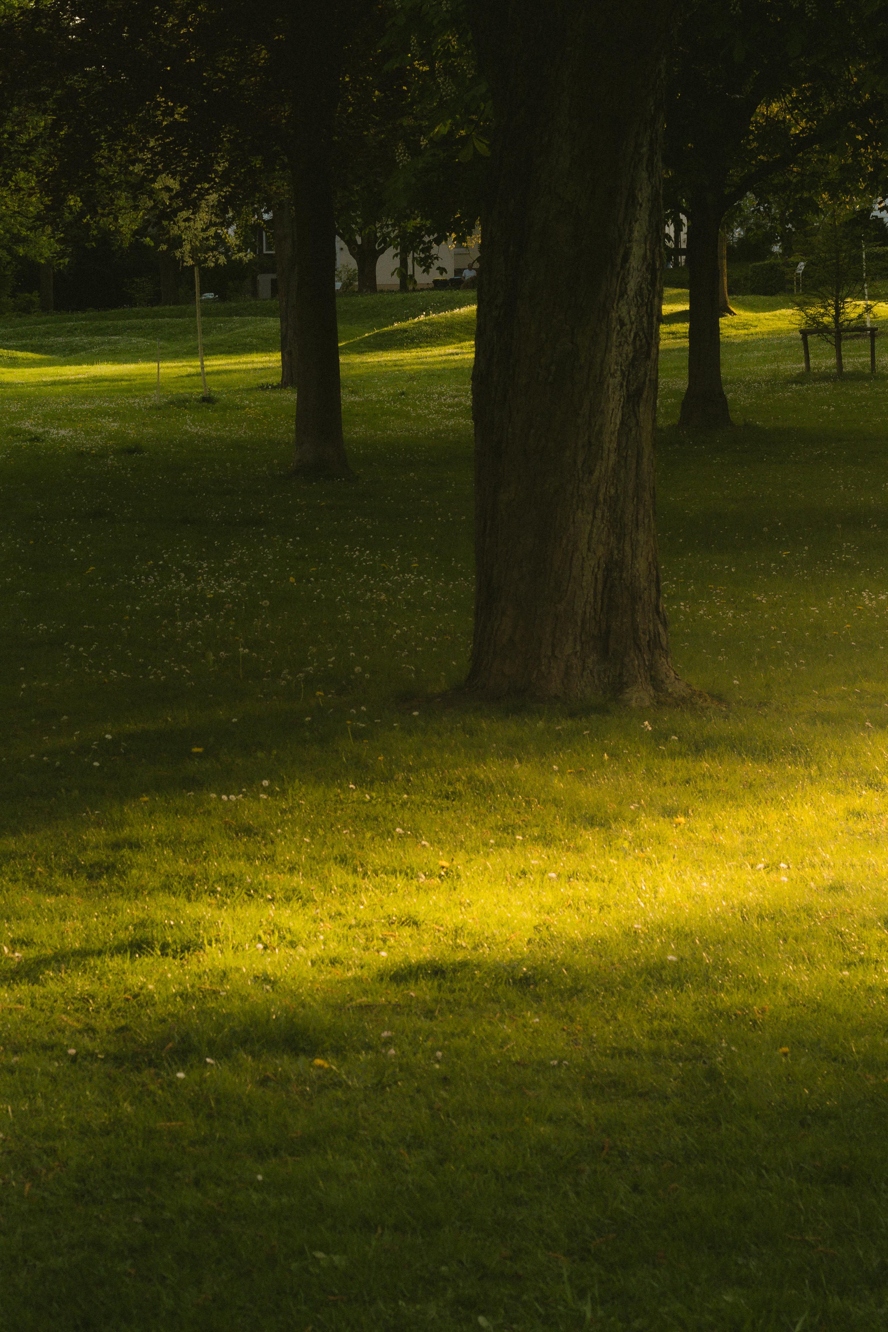 Peaceful Sunlit Park Scene with Greenery · Free Stock Photo