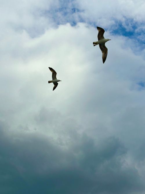 Free stock photo of bagels, bird family, bird s eye view Stock Photo