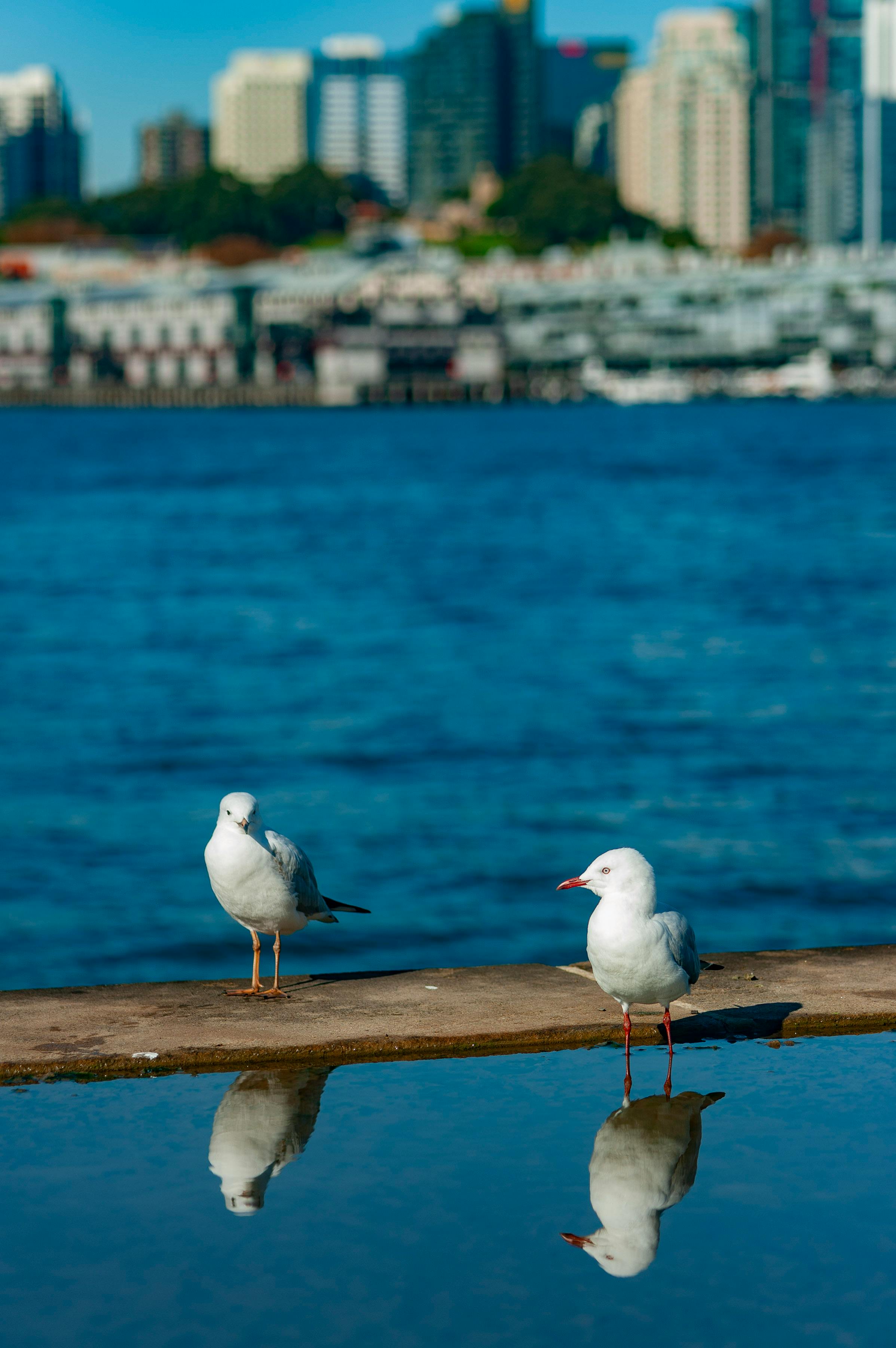 MTH 303 Linear Algebra Demystified By David Mcmahon