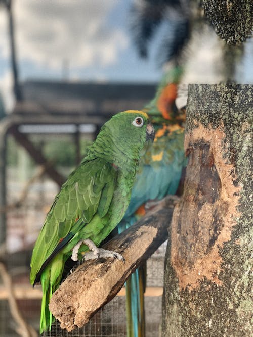 Základová fotografie zdarma na téma barevný, hezký, model