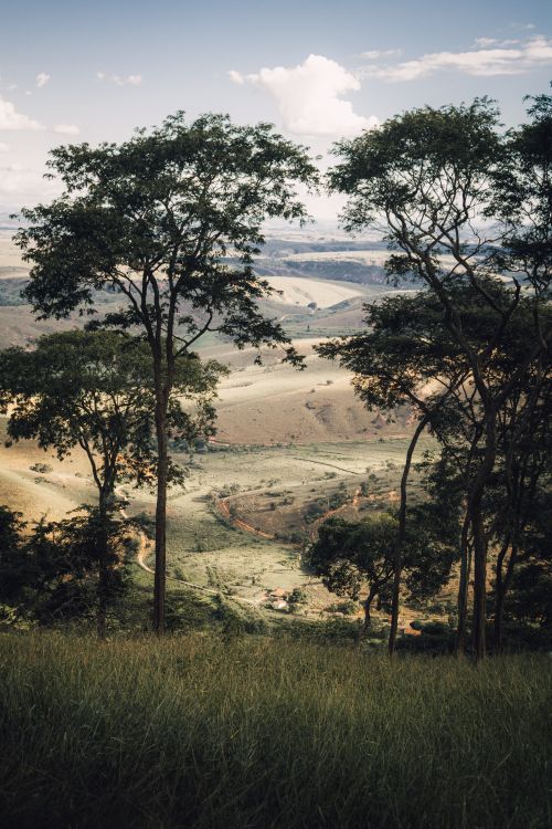 Free A breathtaking view of a rolling valley seen through tall trees, capturing nature's serene beauty. Stock Photo
