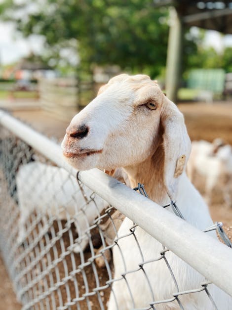 Why do goats faint