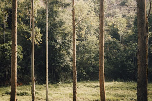 Peaceful forest with tall trees and lush greenery in a serene outdoor setting.