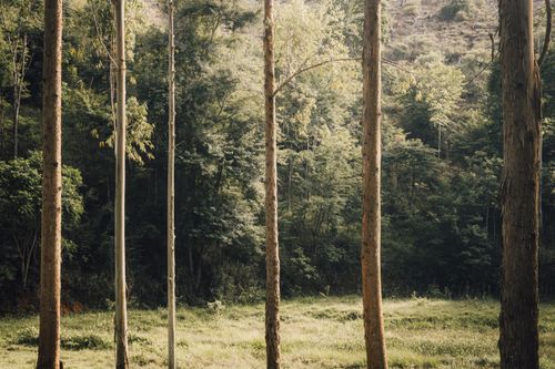 Free Peaceful forest with tall trees and lush greenery in a serene outdoor setting. Stock Photo