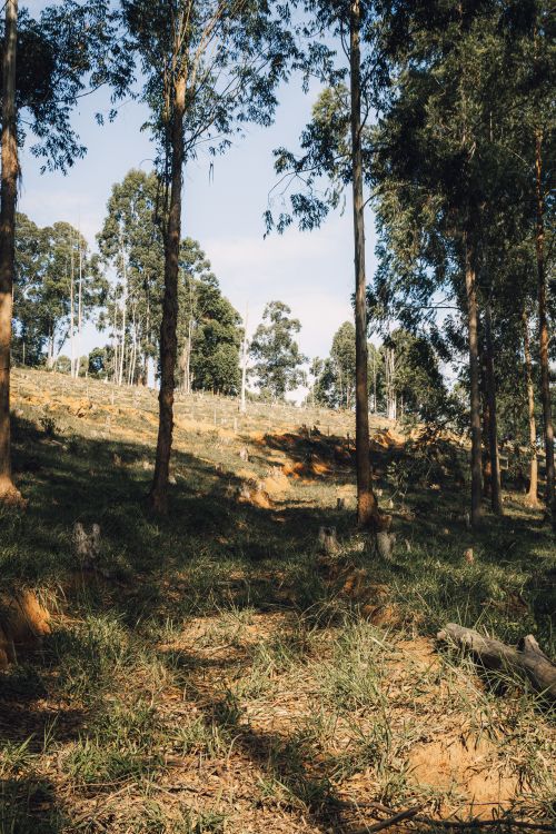 Free Peaceful forest scene with tall trees and sunlit hillside, perfect for nature lovers. Stock Photo
